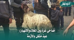 تعرف على أسعار الأضاحي في غزة