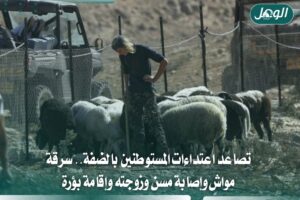 اعتداءات المستوطنين بالضفة.. سرقة مواشٍ وإصابة مسنين