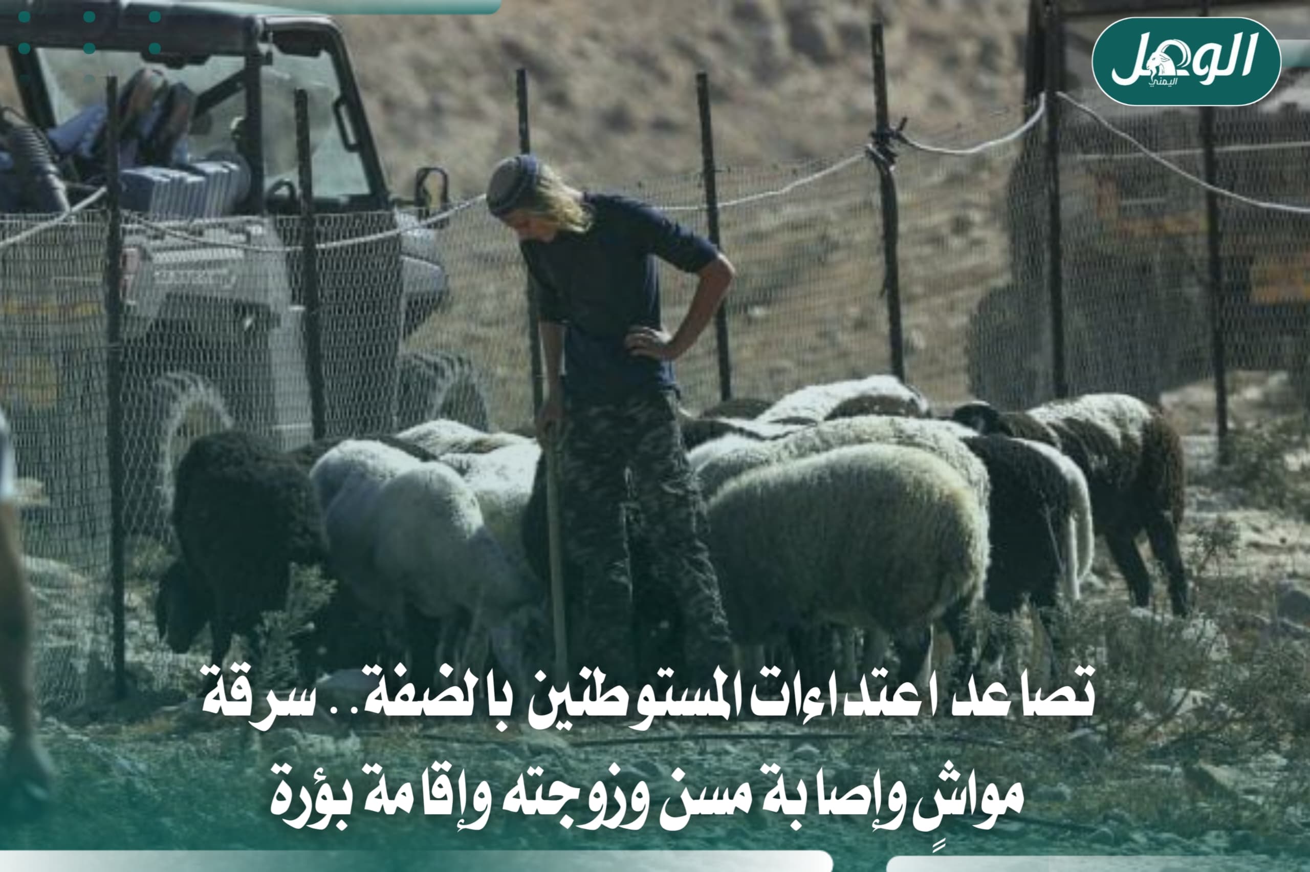 اعتداءات المستوطنين بالضفة.. سرقة مواشٍ وإصابة مسنين