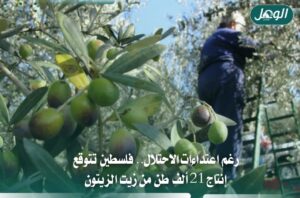 رغم اعتداءات المستوطنين.. فلسطين تتوقع 21 ألف طن زيت زيتون
