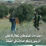 موسم الزيتون تحت الهجوم.. إصابات واعتداءات للمستوطنين في الضفة