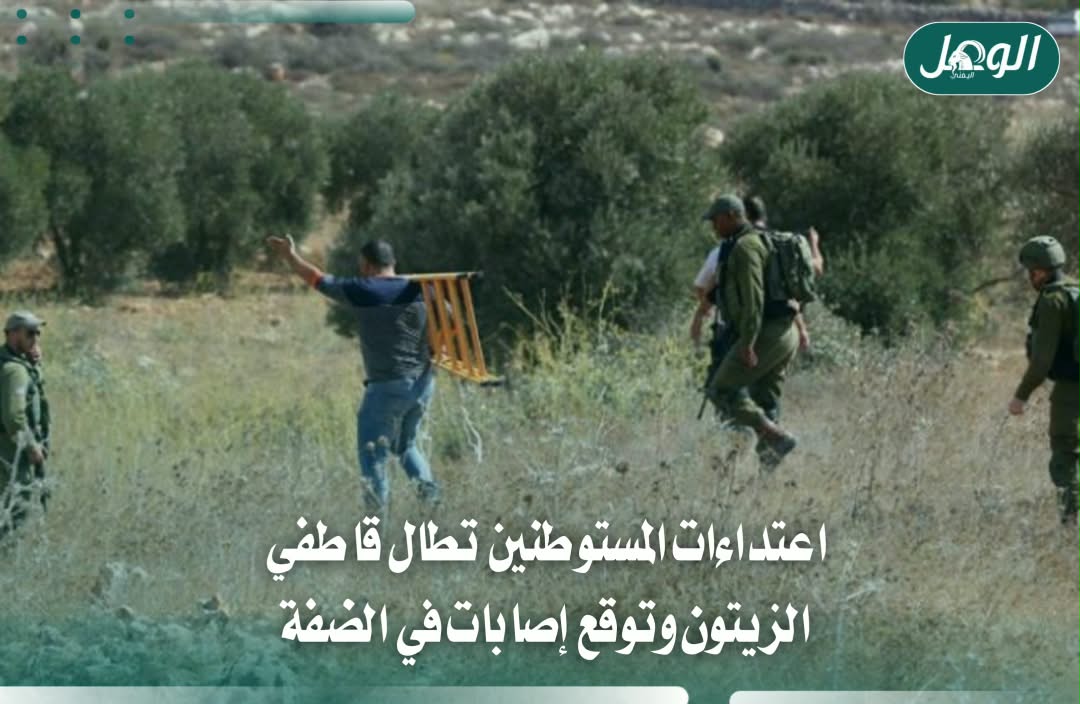 موسم الزيتون تحت الهجوم.. إصابات واعتداءات للمستوطنين في الضفة