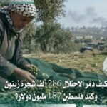 حربٌ على الشجرة والأرض: كيف خسر الزيتون الفلسطيني أكثر من 157 مليون دولار تحت بطش الاحتلال؟