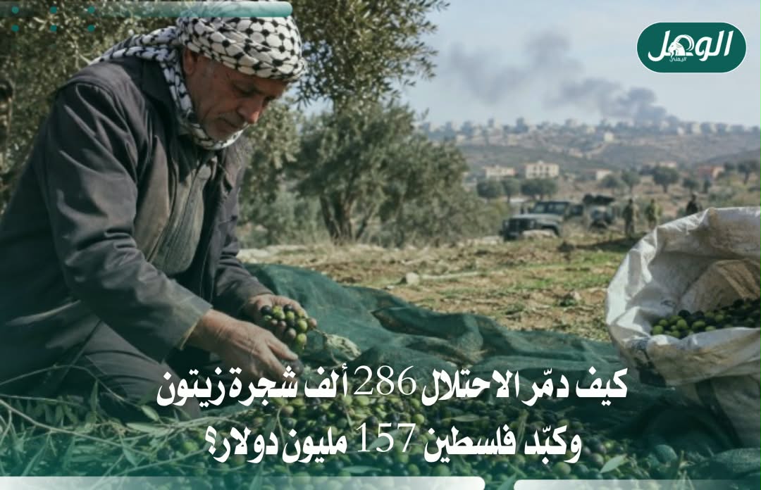 حربٌ على الشجرة والأرض: كيف خسر الزيتون الفلسطيني أكثر من 157 مليون دولار تحت بطش الاحتلال؟