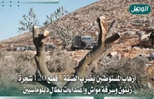 إرهاب المستوطنين بالضفة.. قطع الزيتون وملاحقة المزارعين الفلسطينيين