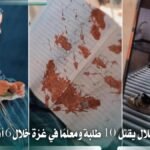 الاحتلال يقتل 10 طلبة ومعلمًا في غزة خلال 6 أيام من العدوان